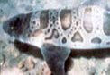 Elasmobranch Brain-Machine Interface